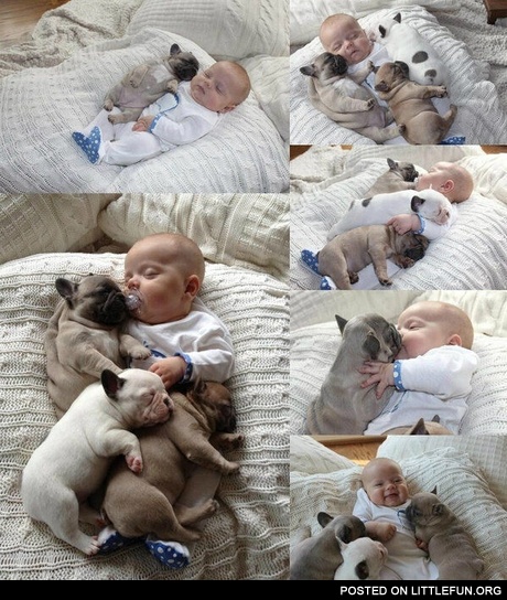 Baby sleeping with three dogs