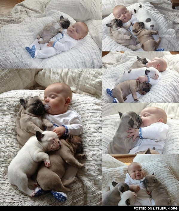 Baby sleeping with three dogs