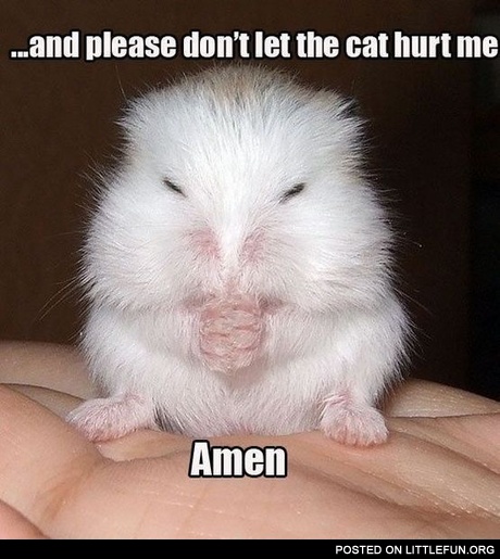 Don't let the cat hurt me