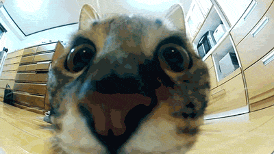 Jumping cat