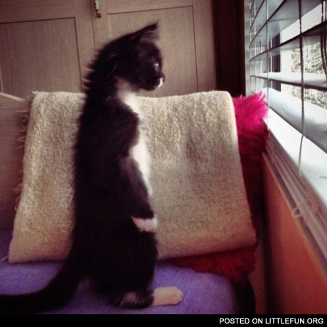 Surprised cat
