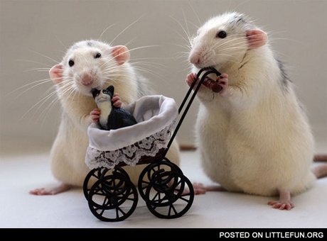 Cutest Rats You've Ever Seen