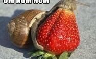 Snail and strawberry