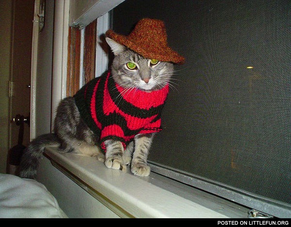 Freddy Krueger cat costume