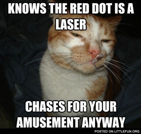 Good guy cat