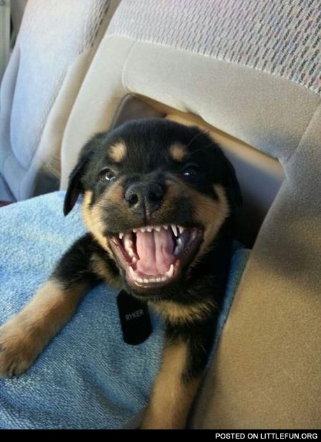 Puppy