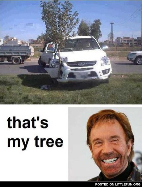 Car vs. tree