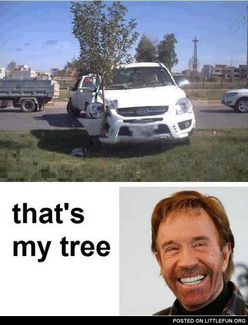Car vs. tree