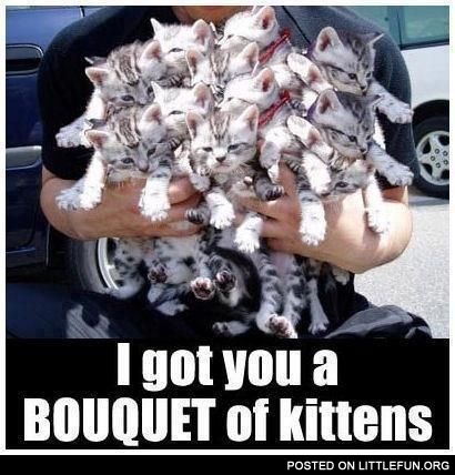 I got you a bouquet of kittens