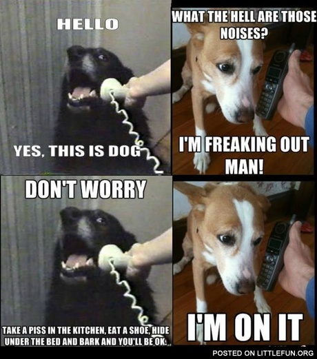 Got a Problem? – Ask a Dog!