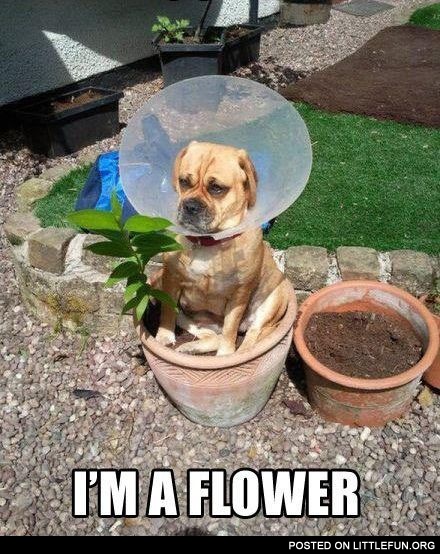 Im A Flower