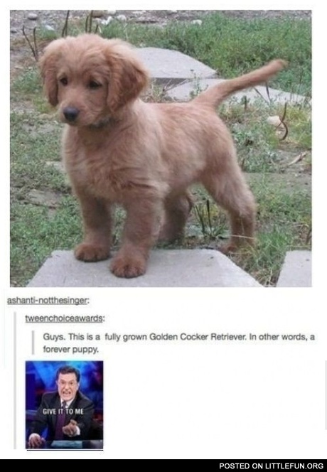 A Forever Puppy