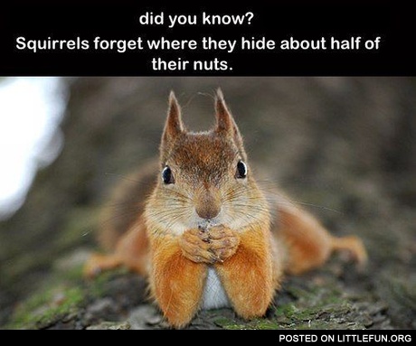 Squirrels and nuts