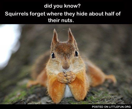 Squirrels and nuts