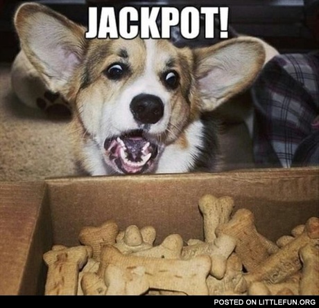 Jackpot Dog!