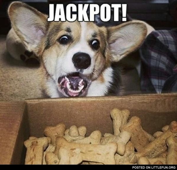 Jackpot Dog!