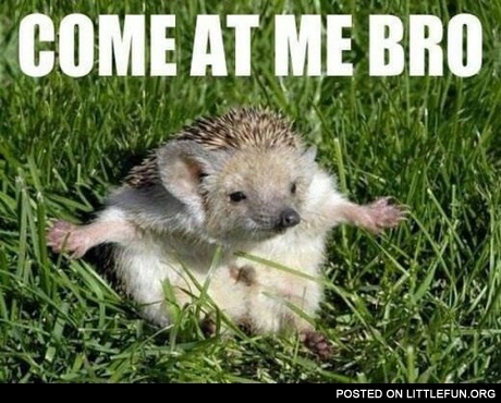 Come At Me Bro!