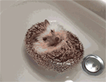 Hedgehog ship
