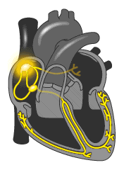 Heart engine