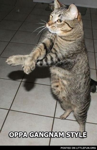 Catnam style