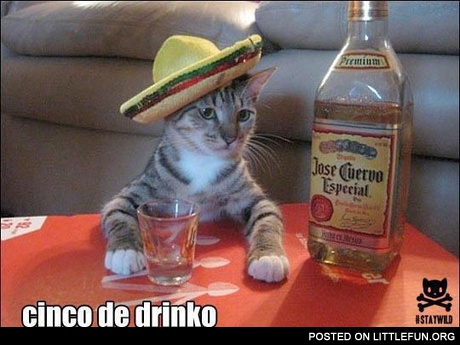 Cinco de drinko