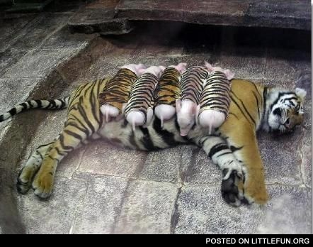 Mother tigress