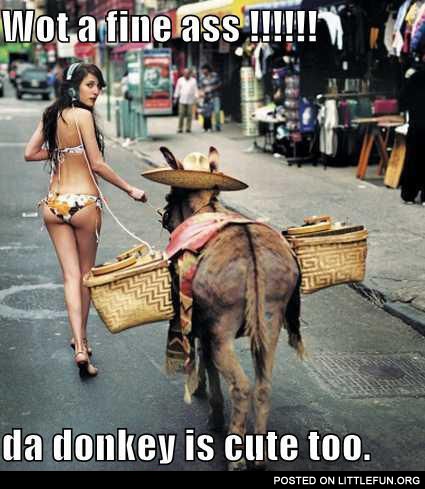 Dat donkey