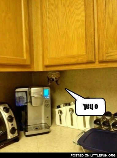 Oh, hi!