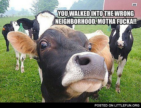 Mad cows