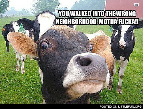 Mad cows