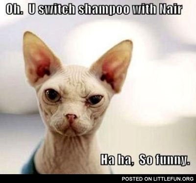 Sarcastic sphynx