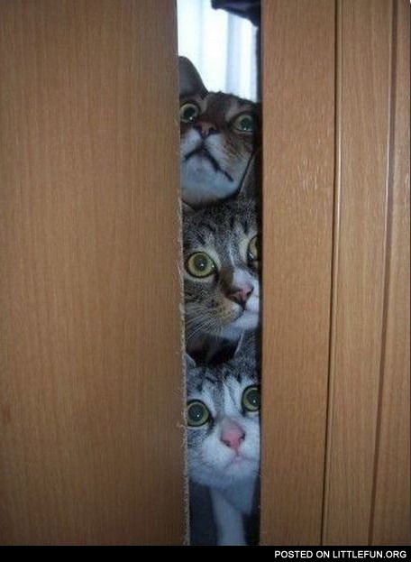 Curious cats