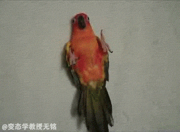 Cuteness overload. Parrot under the blanket.