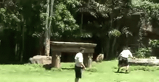 Good boy