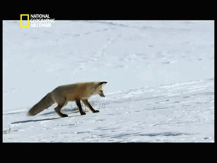 Hunting fox