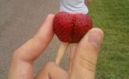 Dat strawberry