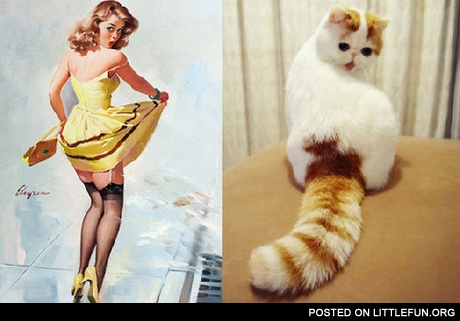 Stockings and tail
