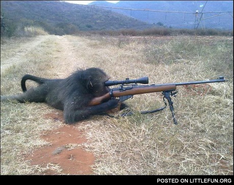 Monkey with a gun