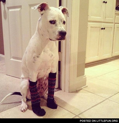 Dog in the socks