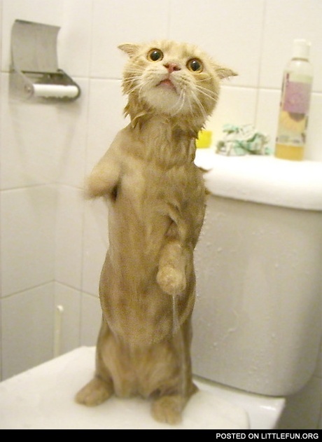 Wet kitty