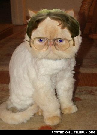 Dwight Schrute Cat