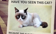 Grumpy. Have you seen him?
