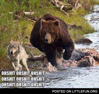 Run wolf, run