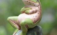 Grumpy frog