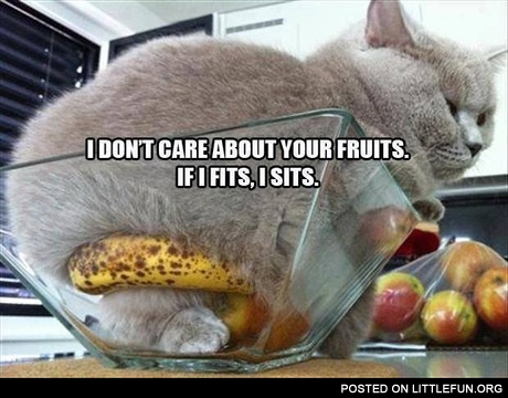 If I fits, I sits