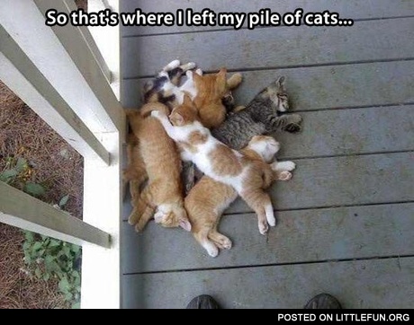 My pile of cats