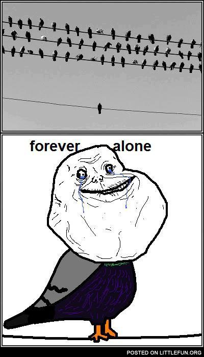 Forever alone pigeon