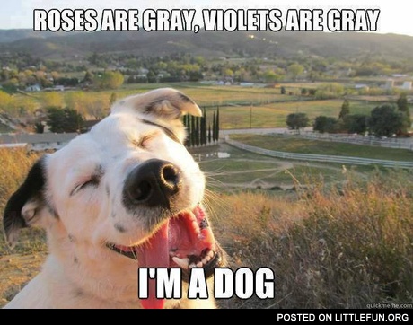Roses are gray