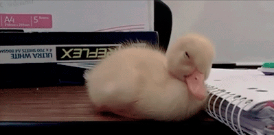 Well, duck