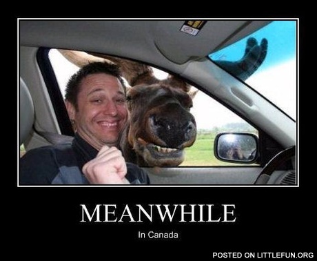 Meanwhile in Canada. Selfie with moose.